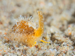 Trivirostra triticum