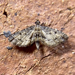 Sufetula hemiophthalma