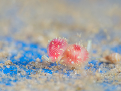 Purpurcapsula