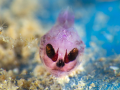 Hyperiidae