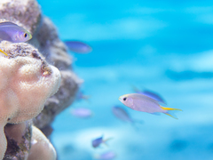 Neopomacentrus miryae