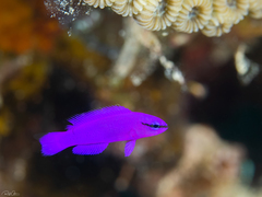 Pseudochromis fridmani