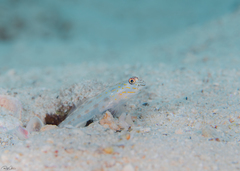 Ctenogobiops crocineus