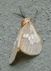 Palasea albimacula