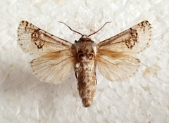 Parahypopta caestrum
