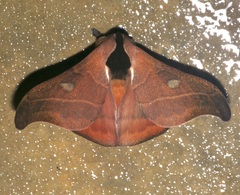 Hylesia nanus