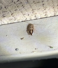 Parellipsidion latipenne