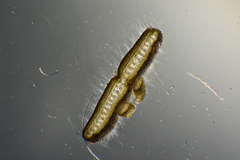 Dictyota polyclada
