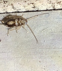 Parellipsidion latipenne