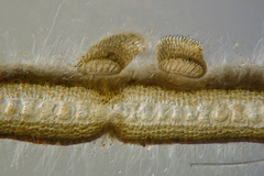 Dictyota polyclada