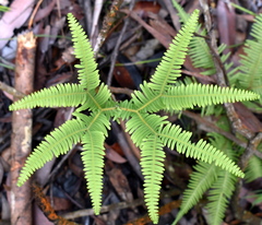 Dicranopteris linearis linearis