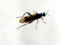 Benhamyia apicalis