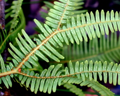 Dicranopteris linearis linearis