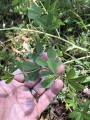 Baptisia australis aberrans