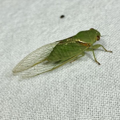 Glaucopsaltria viridis