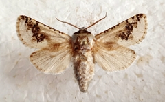 Parahypopta caestrum