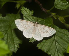 Hydrelia sylvata