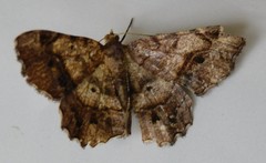 Chiasmia umbrata