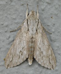 Oligographa juniperi