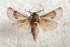 Parahypopta caestrum