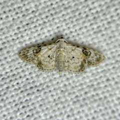 Araeopteron epiphracta