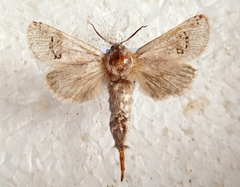 Parahypopta caestrum