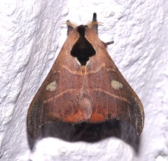 Hylesia nanus