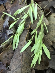 Fraxinus biltmoreana