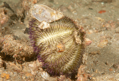 Temnopleurus alexandri