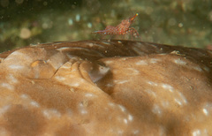 Rhynchocinetes serratus