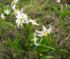 Erythronium montanum