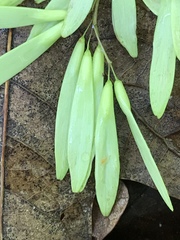 Fraxinus biltmoreana