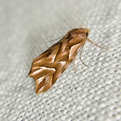 Clytoscopa iorrhoda