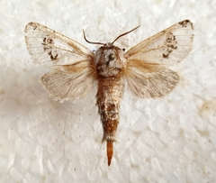 Parahypopta caestrum