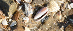 Oliva mustelina