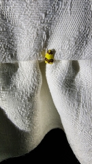 Heterallactis microchrysa