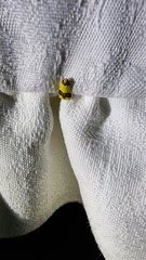 Heterallactis microchrysa