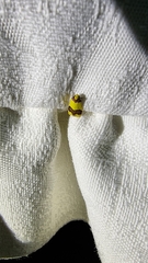 Heterallactis microchrysa