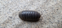 Armadillidium vulgare