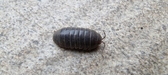 Armadillidium vulgare