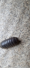 Armadillidium vulgare