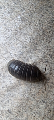 Armadillidium vulgare