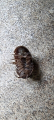 Armadillidium vulgare