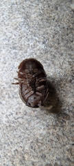 Armadillidium vulgare