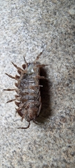 Armadillidium vulgare