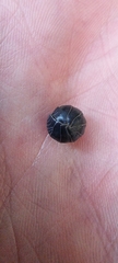 Armadillidium vulgare