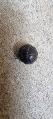 Armadillidium vulgare