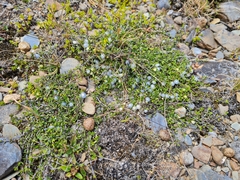 Coprosma brunnea