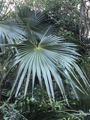 Coccothrinax alta