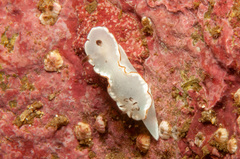 Glossodoris angasi
